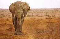 Elephant with mud on it in South Africa van W. Woyke thumbnail