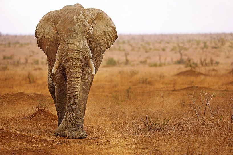 Elefant mit Schlamm beworfen in Südafrika par W. Woyke
