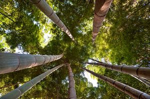 forêt de bambous 3