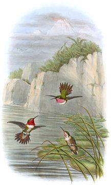 Rosy-Throated Flame-drager, John Gould van Hummingbirds