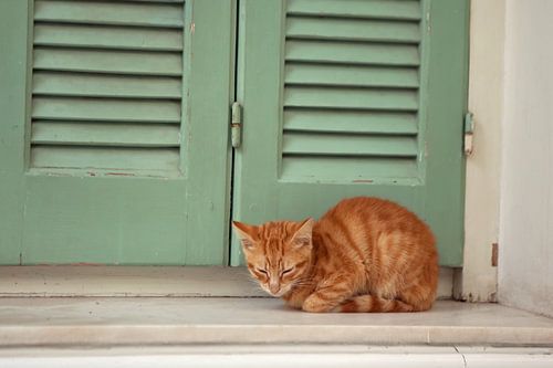 Kleine schattige kat