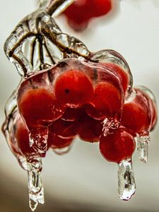 geeistes Beerendessert - Eisregen 31.01.2017