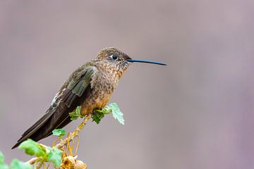 Hummingbird by Jack Koning
