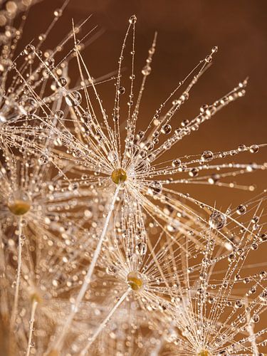 Druppels in schitteren in het licht (met warme kleuren!)