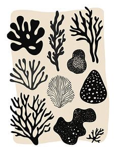 Coral Collection