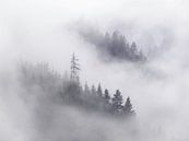 Oostenrijks bos in de wolken bij Dachtstein van Sander Grefte thumbnail