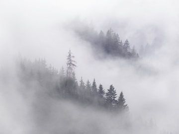 Forêt autrichienne dans les nuages près de Dachtstein