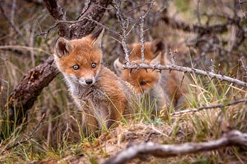 Fox cubs by Andy van der Steen - Fotografie