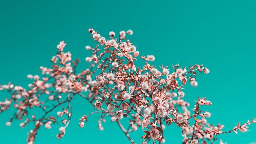 Woestijn Bloemen Foto Canvas – Kleurrijke Natuurfotografie Wanddecoratie 13
