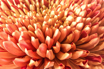 La splendeur d'un chrysanthème rouge orangé