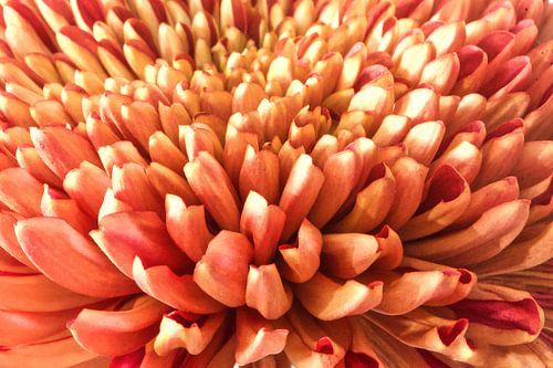 De pracht van een oranje rode chrysant