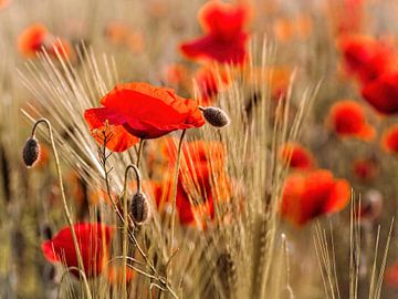 Coquelicots sur Rob Boon