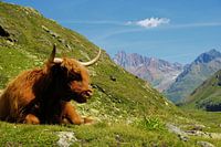 A highland cattle in the Brgen in Kaunertal (Tyrol)