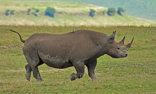 Rhinoceros in the Ngorongoro crater
