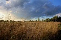 High grass