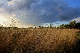 Dans in de wind – hoog gras bij doorkomend zonlicht van Masterpiece Living