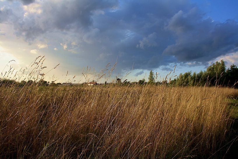 High grass by Masterpiece Living