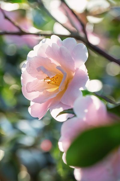 Camellia in het zonlicht van Martina Weidner