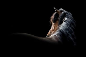 Elegantie in het Donker - Portret van een Paard van Femke Ketelaar
