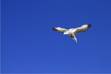 Eenzame Ierse zeemeeuw