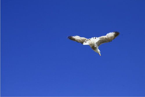 Eenzame Ierse zeemeeuw