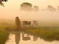 Cows in the pastores with mist