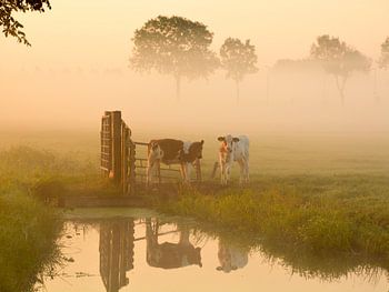Vaches dans la prairie
