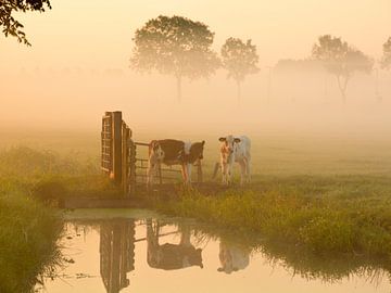 Cows in the pastores with mist by Wilma van Zalinge