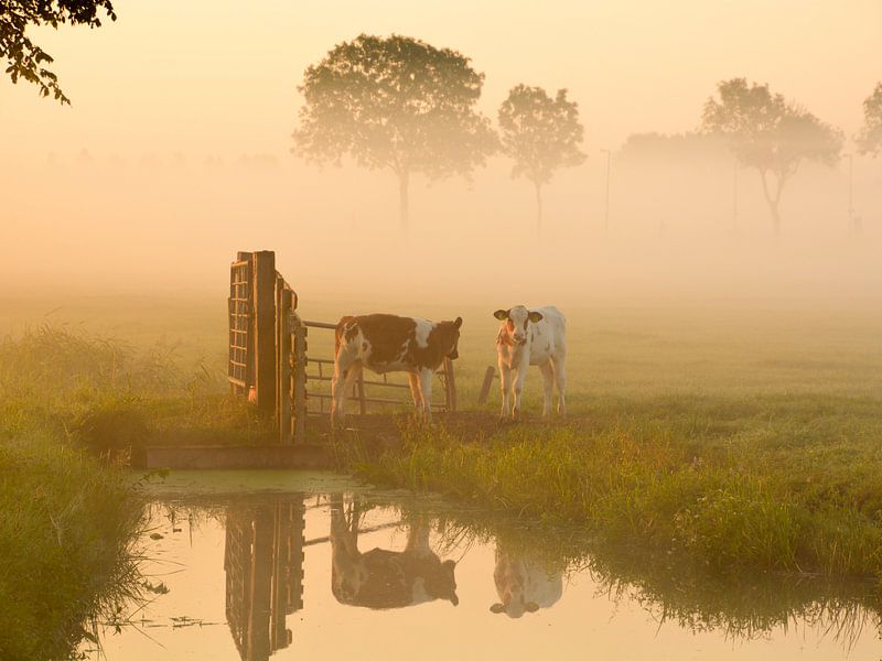 Vaches dans la prairie par Wilma van Zalinge