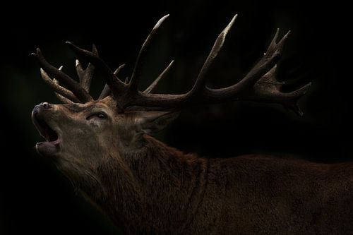 Bronstig Edelhert tijdens zonsondergang