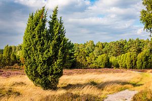 Heidelandschaft mit Wacholder in Lüneburger Heide Deutschland