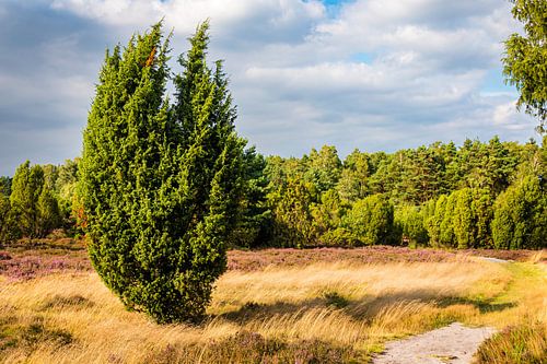 Paysage de landes avec genévriers dans la lande de Lüneburg Allemagne