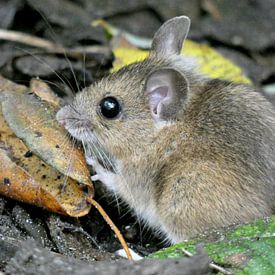 Little Field Mouse sur Barbara  van der Weijden