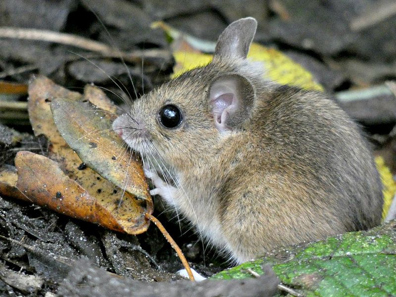 Little Field Mouse par Barbara  van der Weijden