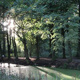 Wald von René van Proosdij