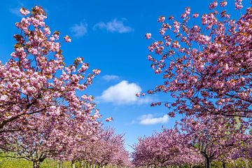 Magnifique floraison de cerisiers avec un ciel bleu sur Melanie Viola