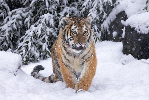 Tiger cub enjoys the snow