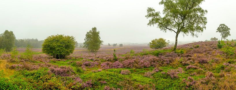 Sunrise over a heather landscape  by Sjoerd van der Wal Photography