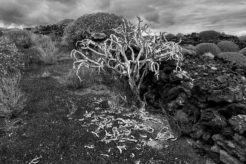 Weißer Busch im Vulkanfelsen | Lanzarote von Flatfield