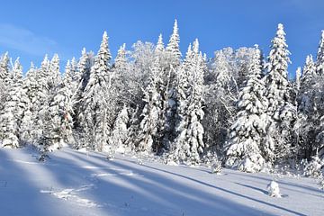 Een besneeuwd bos na de storm van Claude Laprise