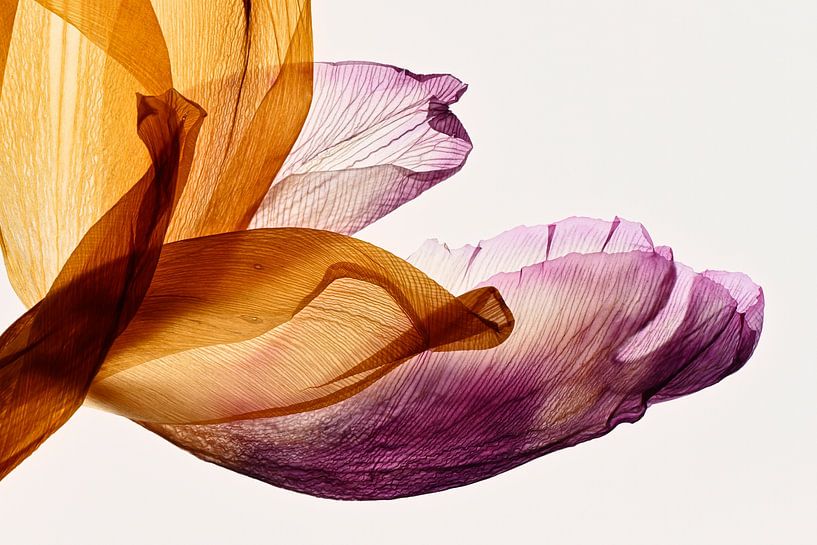 Gradient Tulips by Christine de Vogel