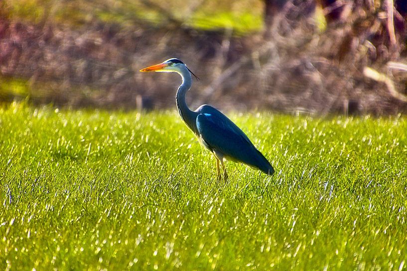 Le héron cendré, visiteur des prairies par Edgar Schermaul