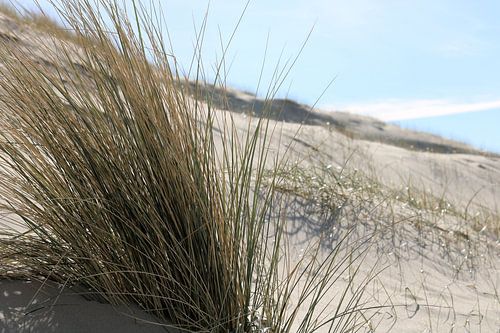 De Nederlandse duinen