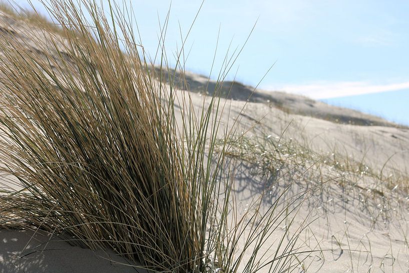 De Nederlandse duinen von Michiel piet