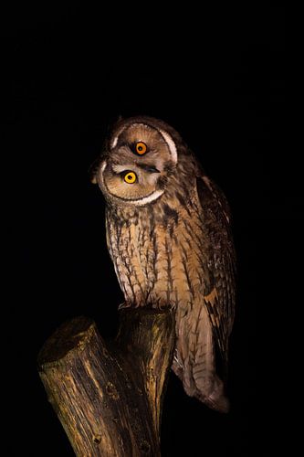 Long-eared owl at night