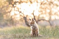 Even gaan zitten in de zon van Gregory & Jacobine van den Top Nature Photography thumbnail