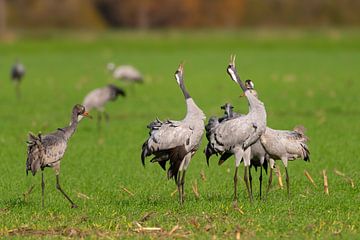 Roepende kraanvogels in een veld tijdens de herfstmigratie van Sjoerd van der Wal Fotografie