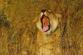 Lion in morning sun in Okavango Delta by Marieke Funke