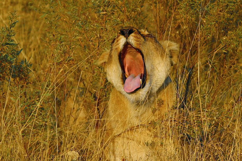 Leeuw in ochtendzon Okavango Delta van Marieke Funke