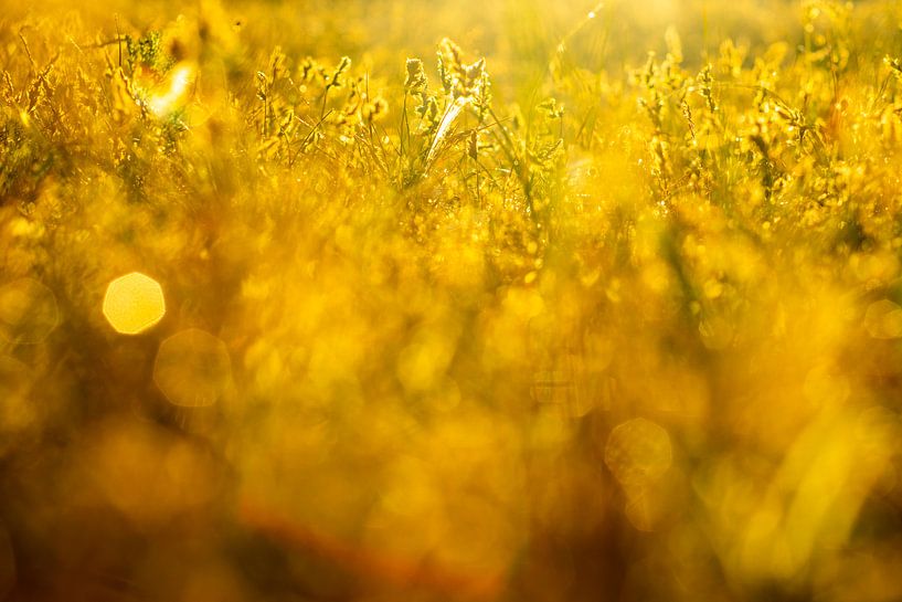 Goud van peterheinspictures